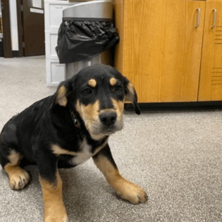 Maxwell, an adoptable Rottweiler Mix in Durango, CO_image-1