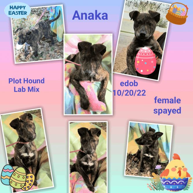 Anaka  SL12452-T