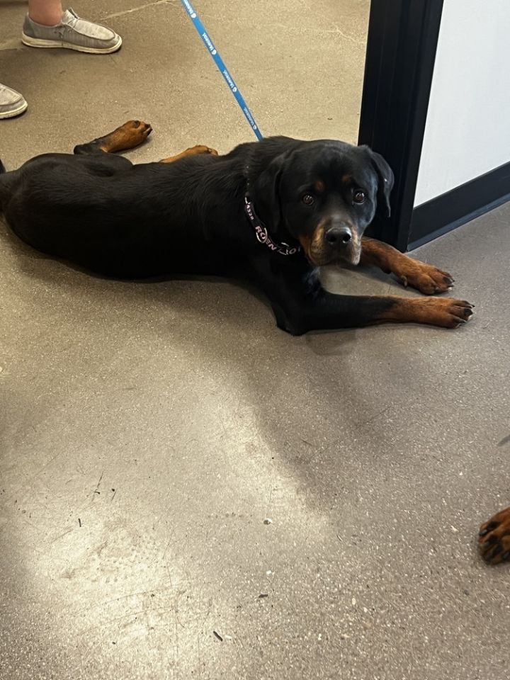 Bella, an adoptable Rottweiler in Gilbert, AZ_image-4