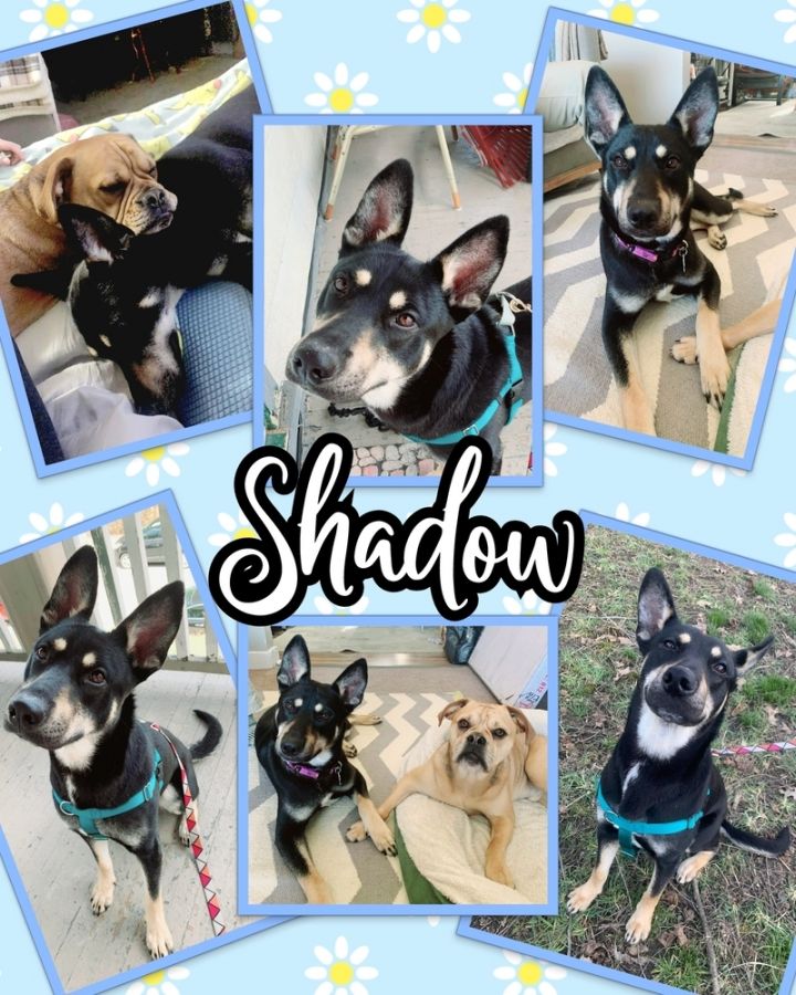 Shadow, an adoptable Shepherd & Husky Mix in Springdale, PA_image-4