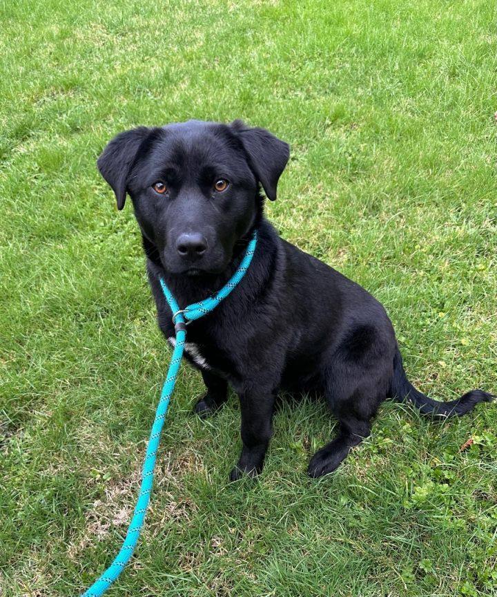 CASSIE JO - URGENT - Foster needed PUPS DUE IN 3 WEEKS! ! !, an adoptable Labrador Retriever Mix in Seattle, WA_image-2