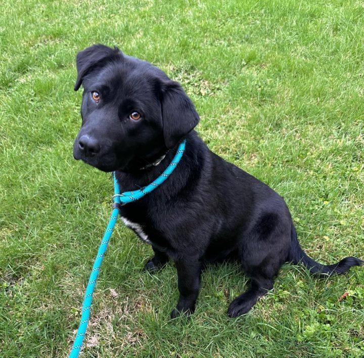CASSIE JO - URGENT - Foster needed PUPS DUE IN 3 WEEKS! ! !, an adoptable Labrador Retriever Mix in Seattle, WA_image-3