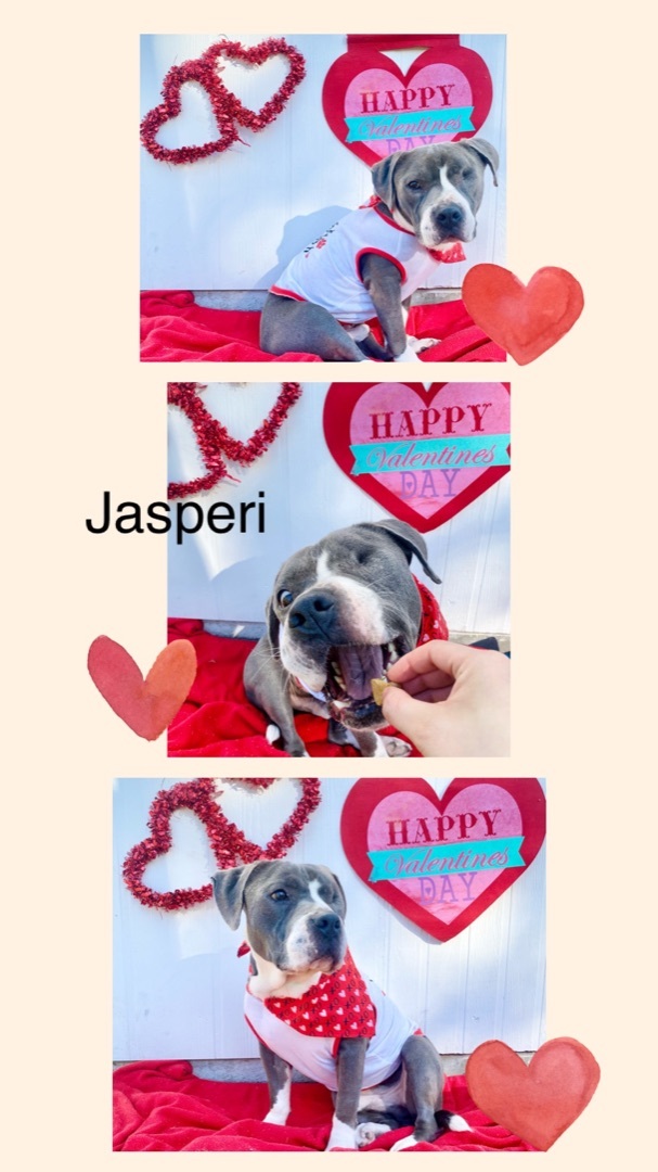 Jasperi SL9864-T, an adoptable American Staffordshire Terrier & Staffordshire Bull Terrier Mix in Salem, OR_image-4