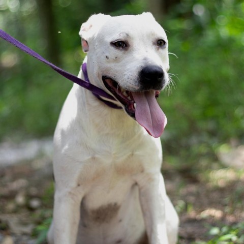 Eden, an adoptable English Bulldog, Mixed Breed in QUINCY, FL, 32351 | Photo Image 1