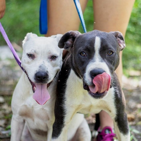 Eden, an adoptable English Bulldog, Mixed Breed in QUINCY, FL, 32351 | Photo Image 2