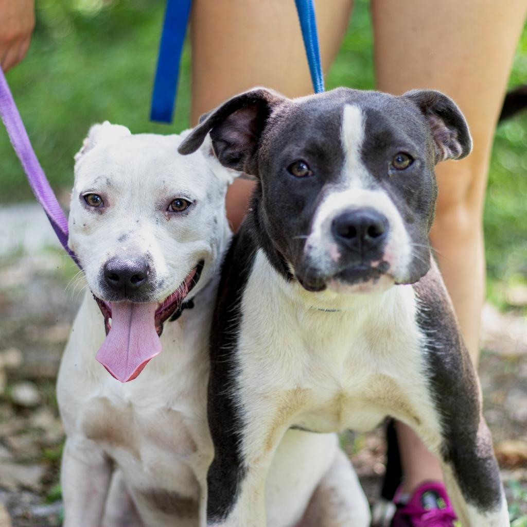 Eden, an adoptable English Bulldog, Mixed Breed in QUINCY, FL, 32351 | Photo Image 3