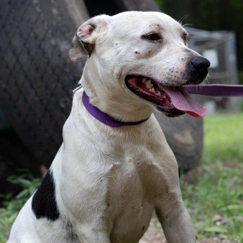 Eden, an adoptable English Bulldog, Mixed Breed in QUINCY, FL, 32351 | Photo Image 4