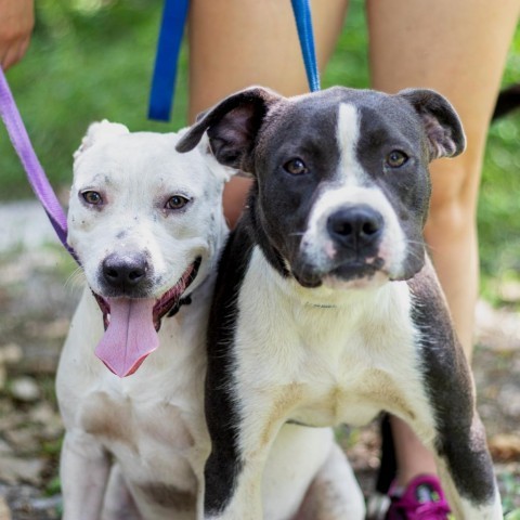 Eden, an adoptable English Bulldog, Mixed Breed in QUINCY, FL, 32351 | Photo Image 4