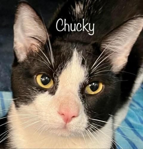 Chucky, an adoptable Oriental Short Hair & American Shorthair Mix in Maryville, TN_image-2