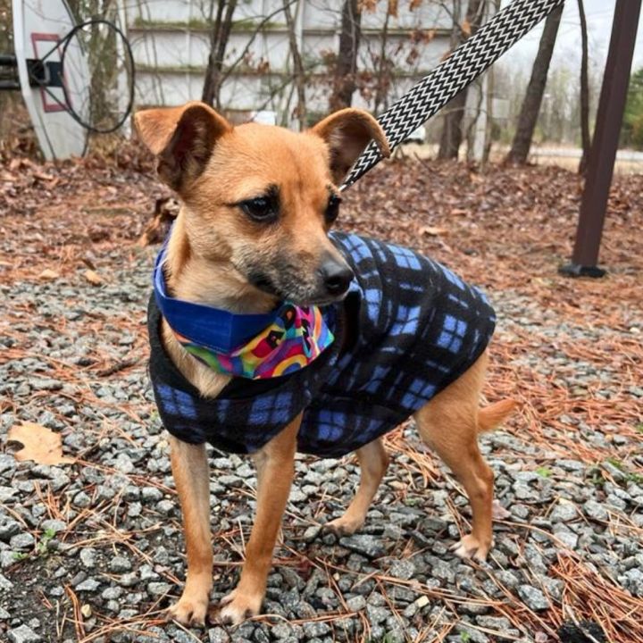 SARA, an adoptable Chihuahua Mix in Marlton, NJ_image-1