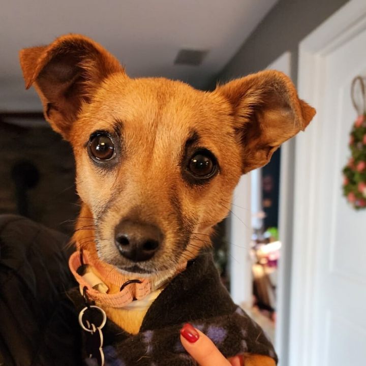 SARA, an adoptable Chihuahua Mix in Marlton, NJ_image-4