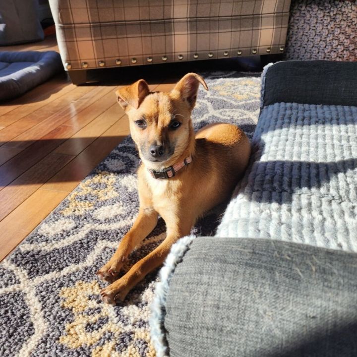 SARA, an adoptable Chihuahua Mix in Marlton, NJ_image-5