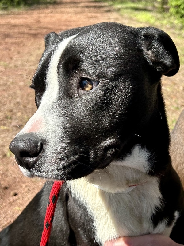 Dale, an adoptable Labrador Retriever Mix in Birmingham, AL_image-1