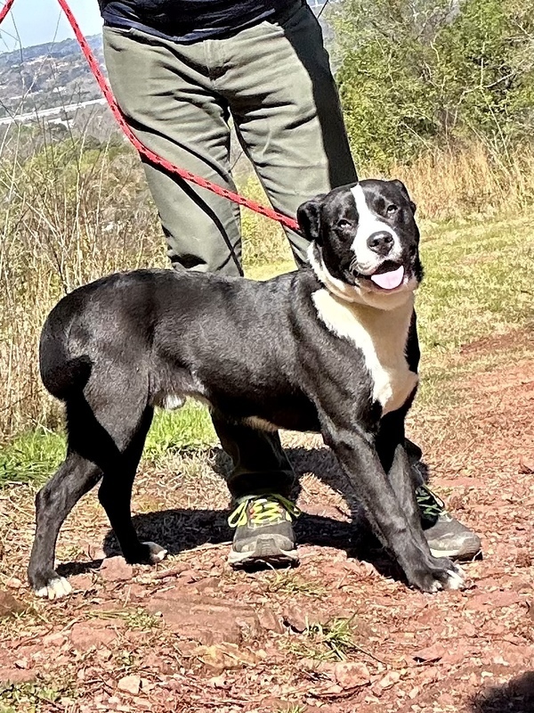 Dale, an adoptable Labrador Retriever Mix in Birmingham, AL_image-4