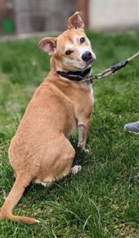 Bluebird (Beatrice B), an adoptable Beagle in Fairfax, VA_image-1