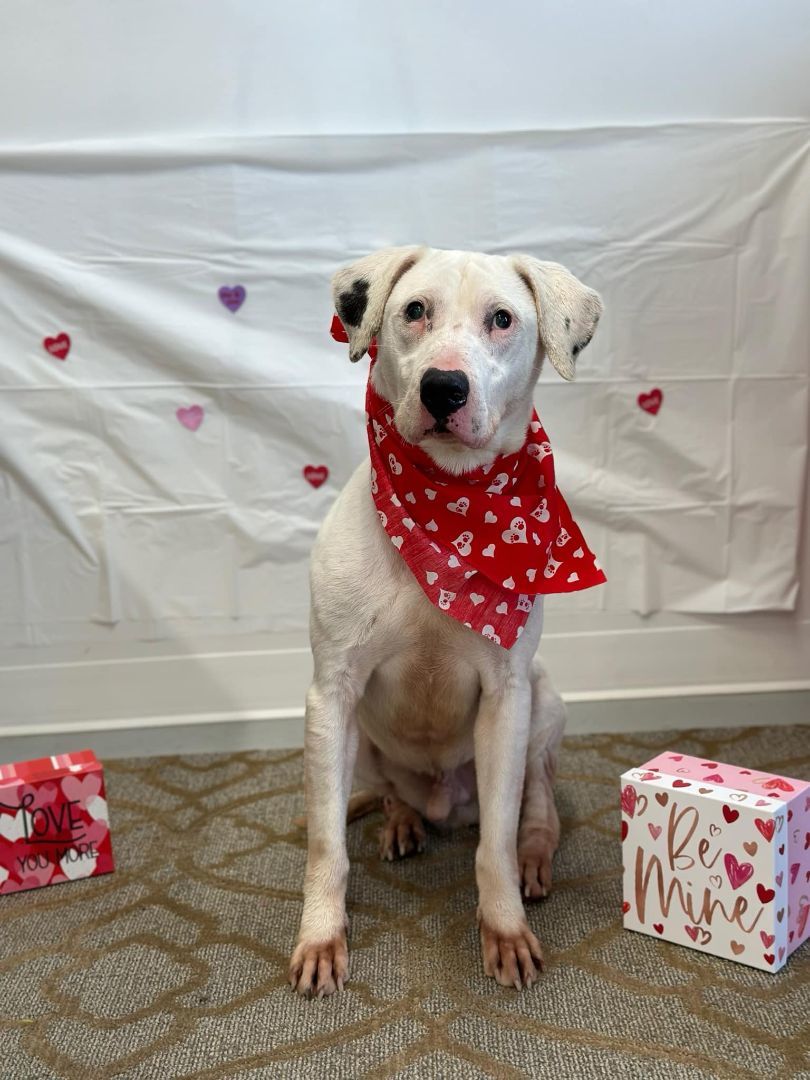 Oakley ADOPTION BONUS ITEMS INCLUDED WITH ADOPTION, an adoptable Staffordshire Bull Terrier, Labrador Retriever in Shelby, MI, 49455 | Photo Image 2