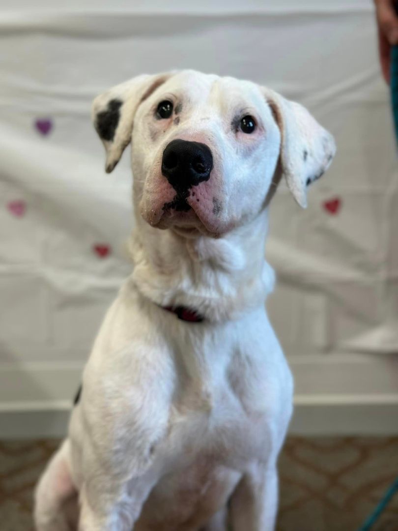 Oakley ADOPTION BONUS ITEMS INCLUDED WITH ADOPTION, an adoptable Staffordshire Bull Terrier, Labrador Retriever in Shelby, MI, 49455 | Photo Image 3