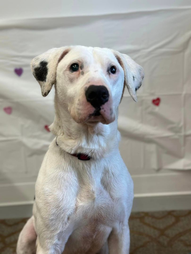 Oakley ADOPTION BONUS ITEMS INCLUDED WITH ADOPTION, an adoptable Staffordshire Bull Terrier, Labrador Retriever in Shelby, MI, 49455 | Photo Image 1