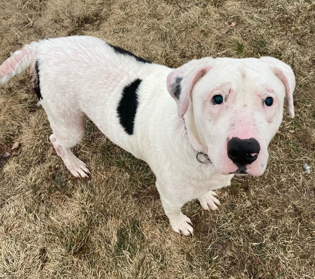 Oakley ADOPTION BONUS ITEMS INCLUDED WITH ADOPTION, an adoptable Staffordshire Bull Terrier, Labrador Retriever in Shelby, MI, 49455 | Photo Image 5