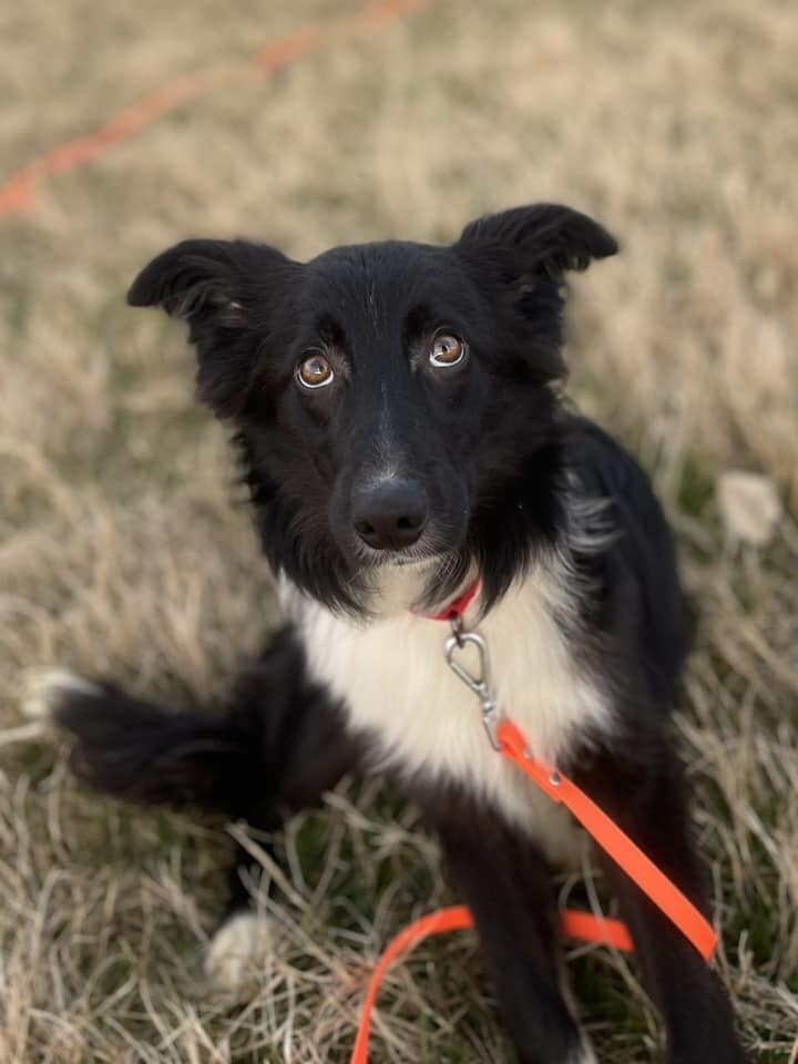 Charlie, an adoptable Border Collie in Chestertown, MD_image-2