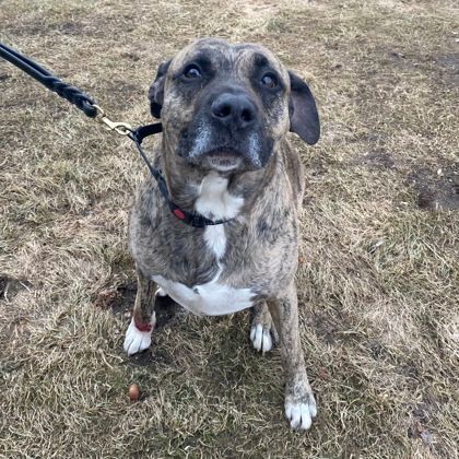 Kenneth, an adoptable Mixed Breed in Janesville, WI, 53545 | Photo Image 3
