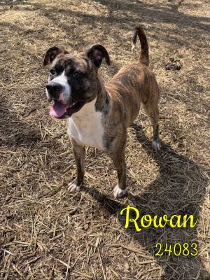 Yo Rowan here Im a good boy who likes to play fetch and hang out with other dogs Im an