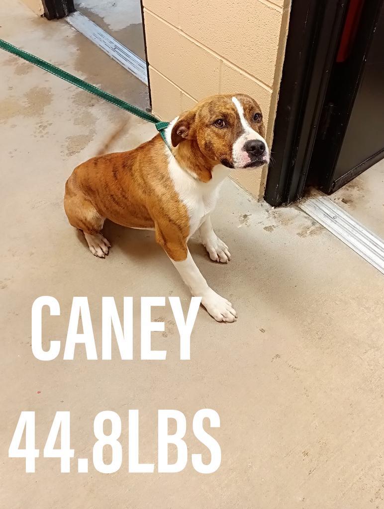 Caney