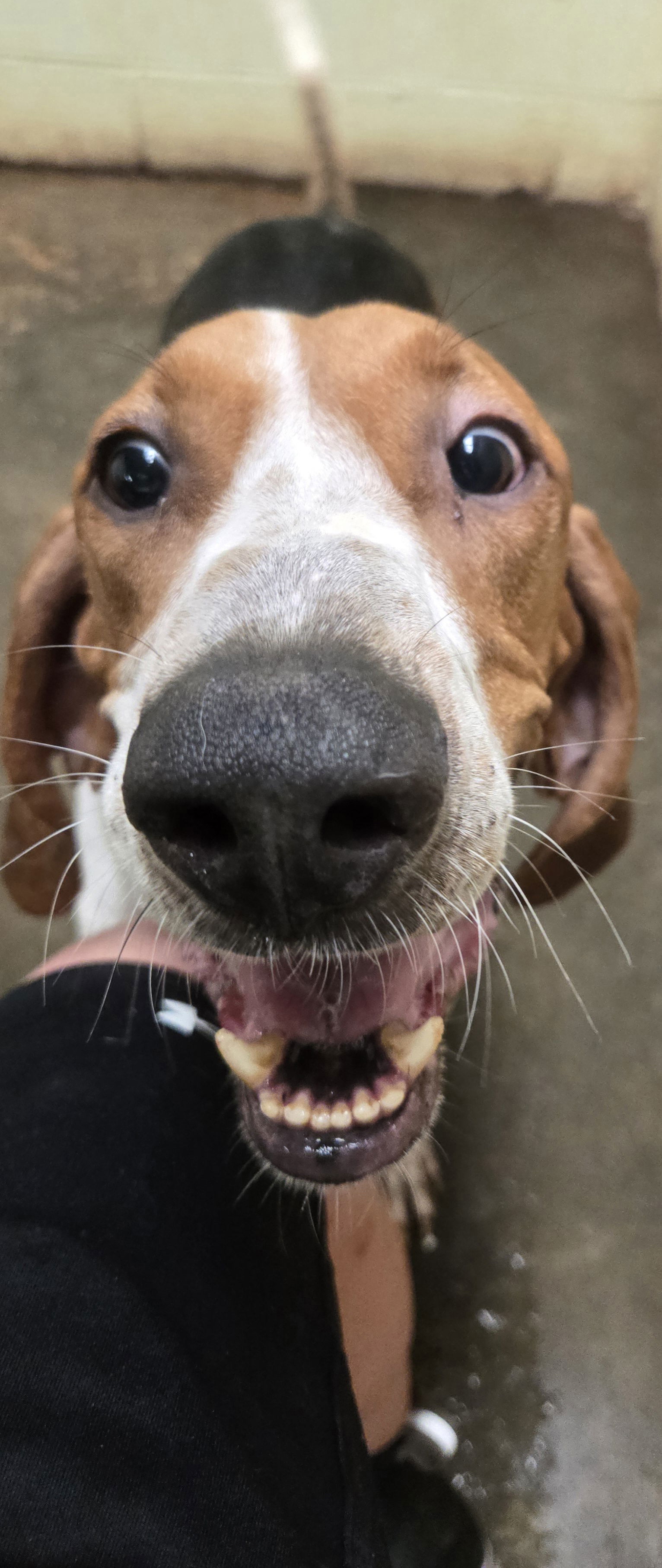Jethro, an adoptable Coonhound in Jackson, MS, 39213 | Photo Image 1