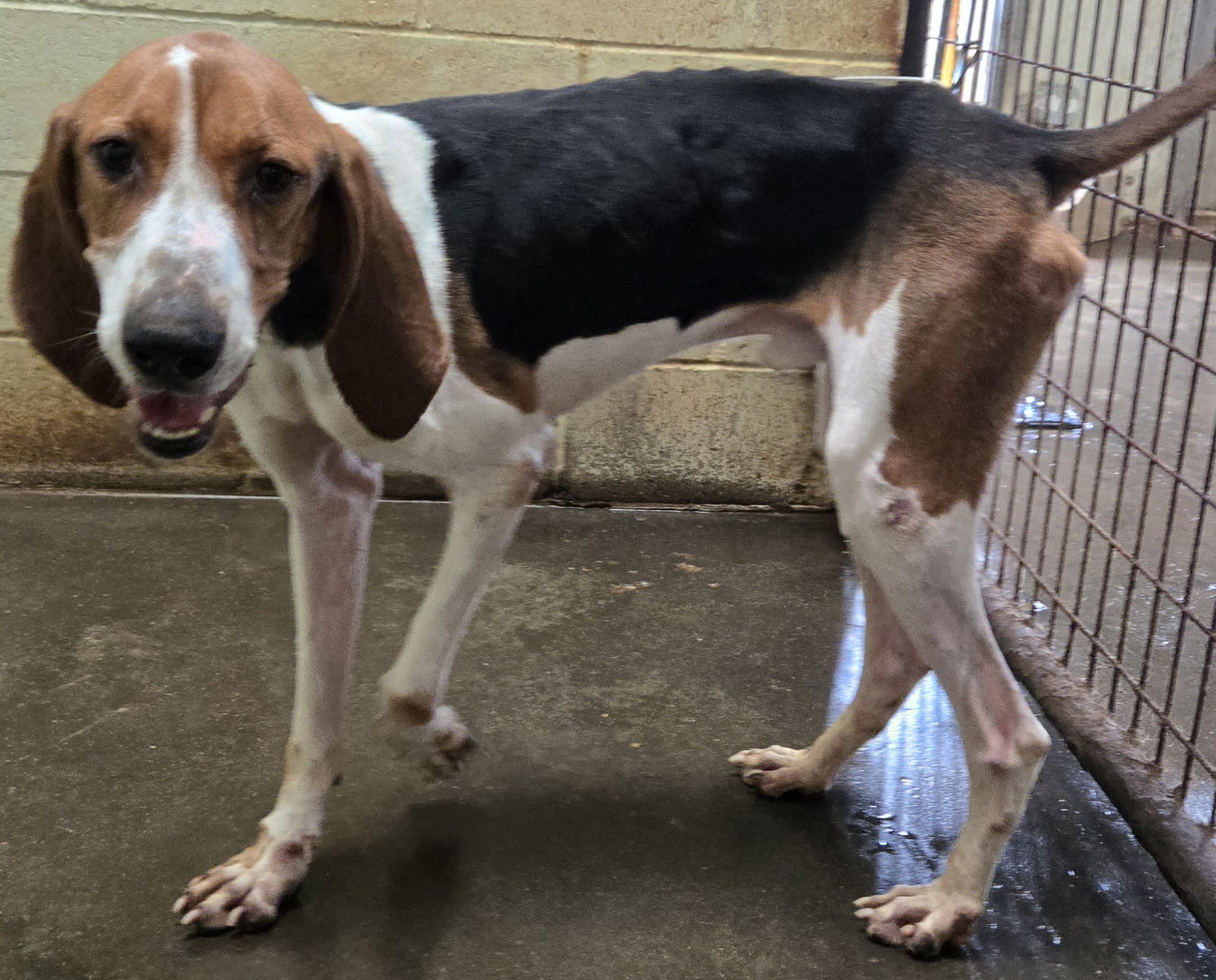 Jethro, an adoptable Coonhound in Jackson, MS, 39213 | Photo Image 2