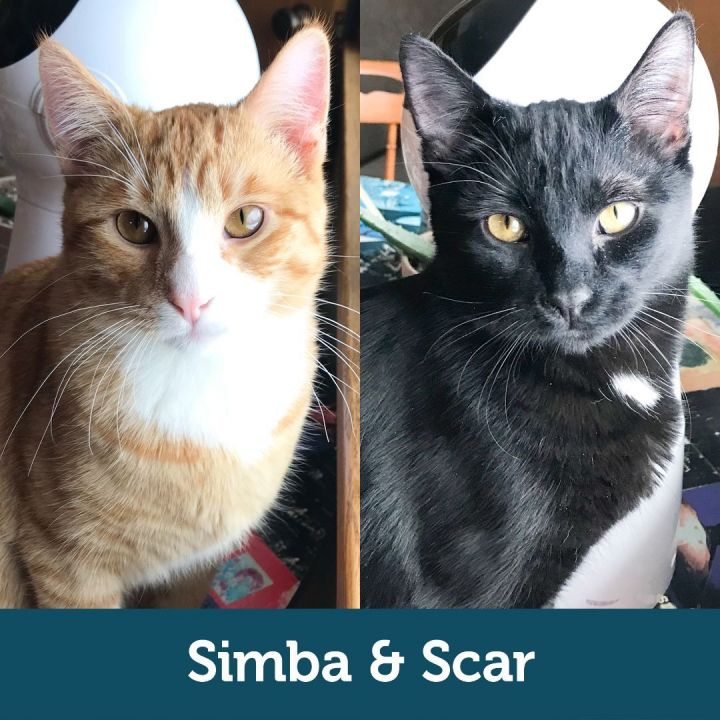 Simba & Scar (Bonded Pair), an adopted Domestic Short Hair Mix in Minneapolis, MN_image-1