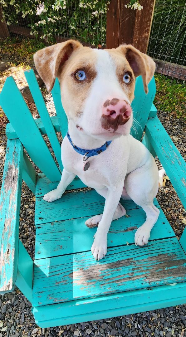 Dog for adoption Billy a Mixed Breed in Sonoma CA Petfinder