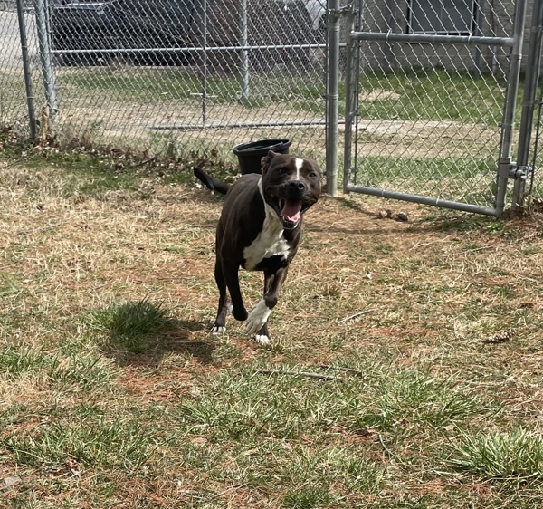 Le-Roy, an adoptable Pit Bull Terrier in La Grange, KY, 40031 | Photo Image 3