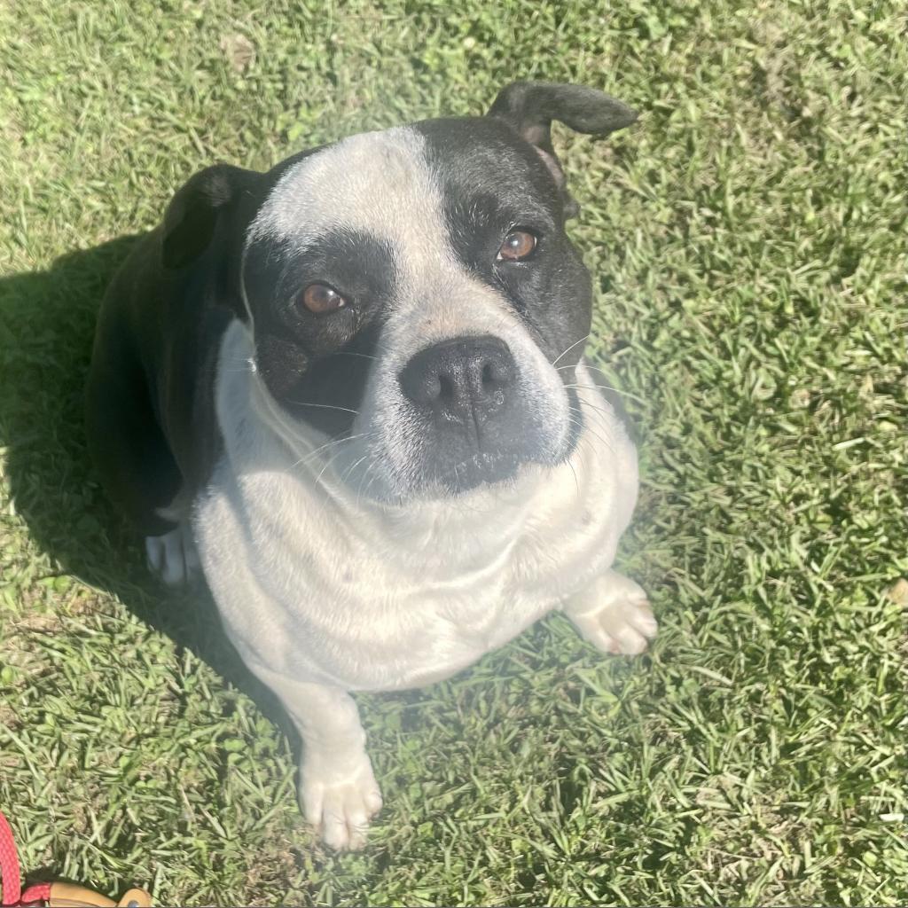 Sammy, an adoptable American Bulldog, Mixed Breed in Tylertown, MS, 39667 | Photo Image 2