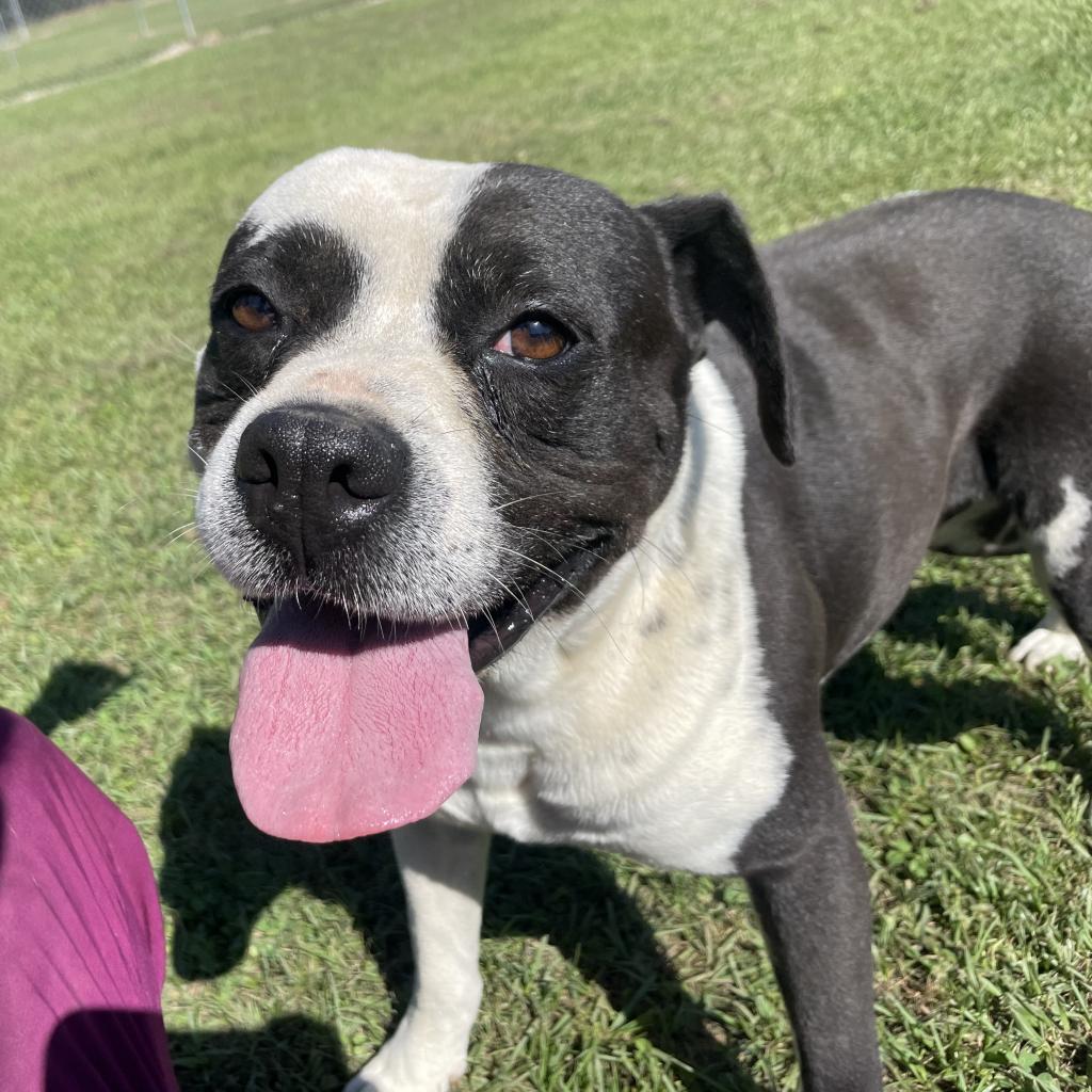 Sammy, an adoptable American Bulldog, Mixed Breed in Tylertown, MS, 39667 | Photo Image 3