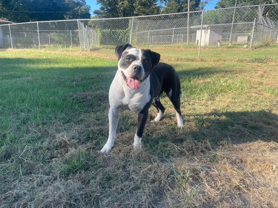 Sammy, an adoptable American Bulldog, Mixed Breed in Tylertown, MS, 39667 | Photo Image 1