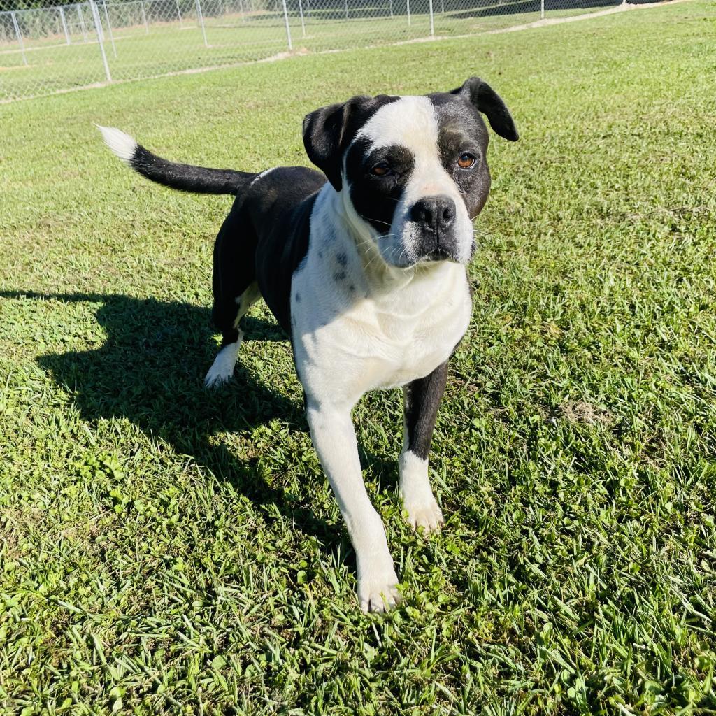 Sammy, an adoptable American Bulldog, Mixed Breed in Tylertown, MS, 39667 | Photo Image 4