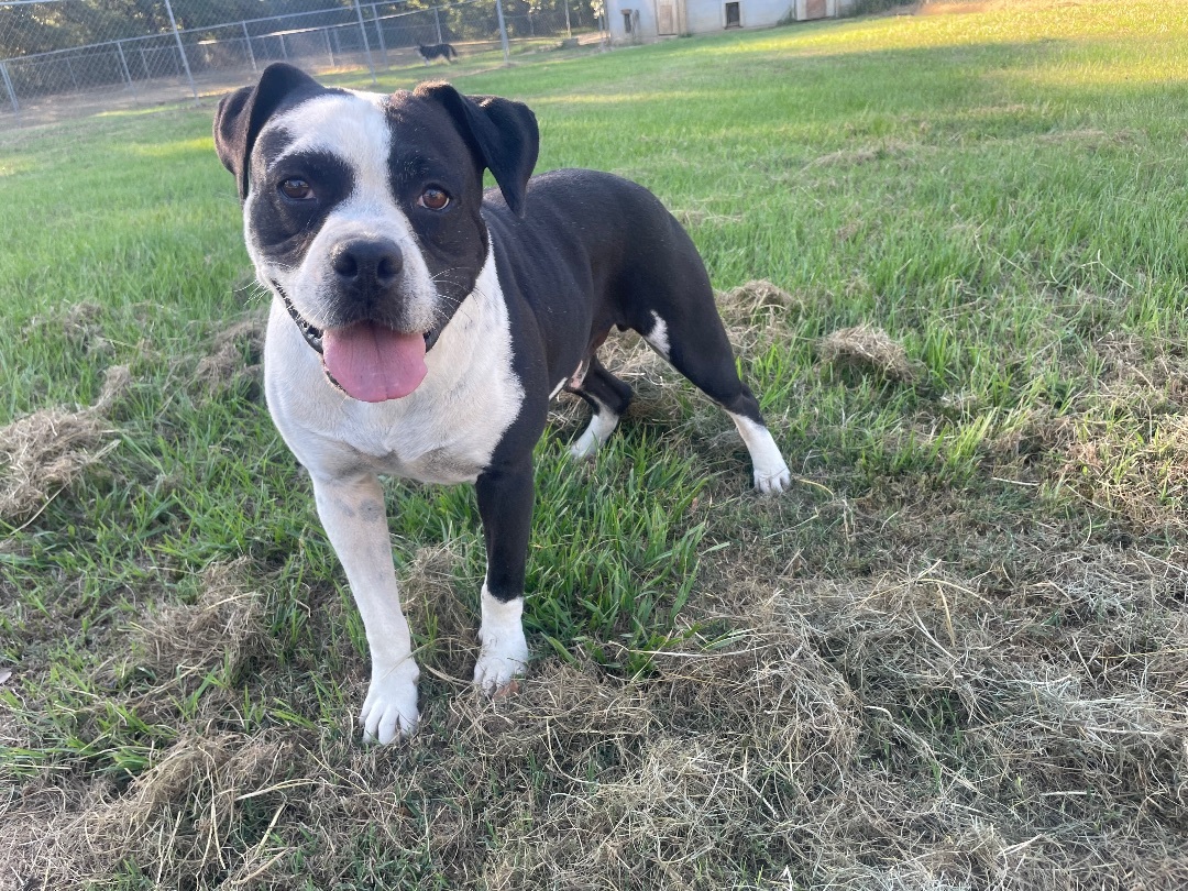 Sammy, an adoptable American Bulldog, Mixed Breed in Tylertown, MS, 39667 | Photo Image 6