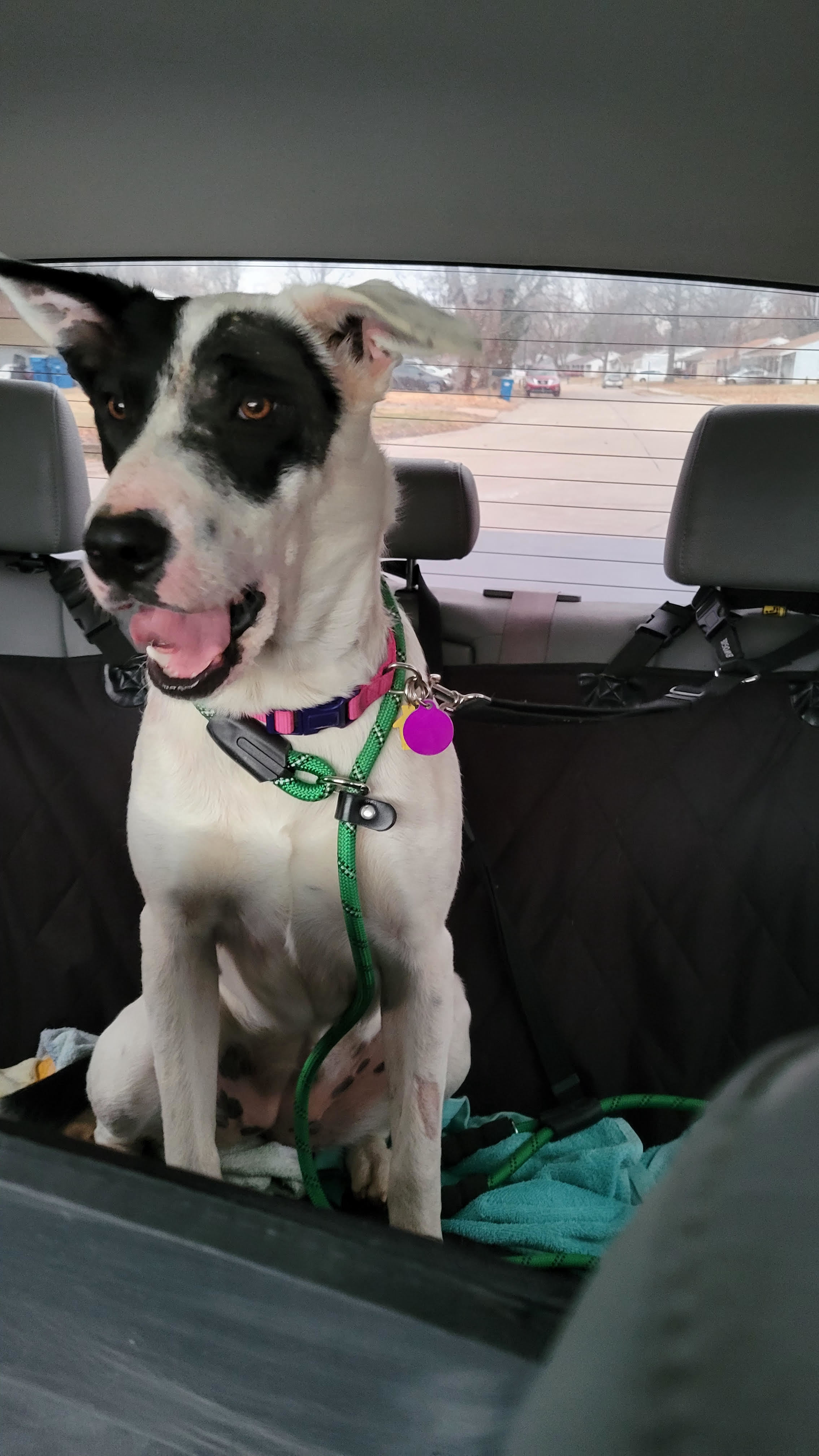 Libby, an adoptable Border Collie in Florissant, MO, 63034 | Photo Image 5