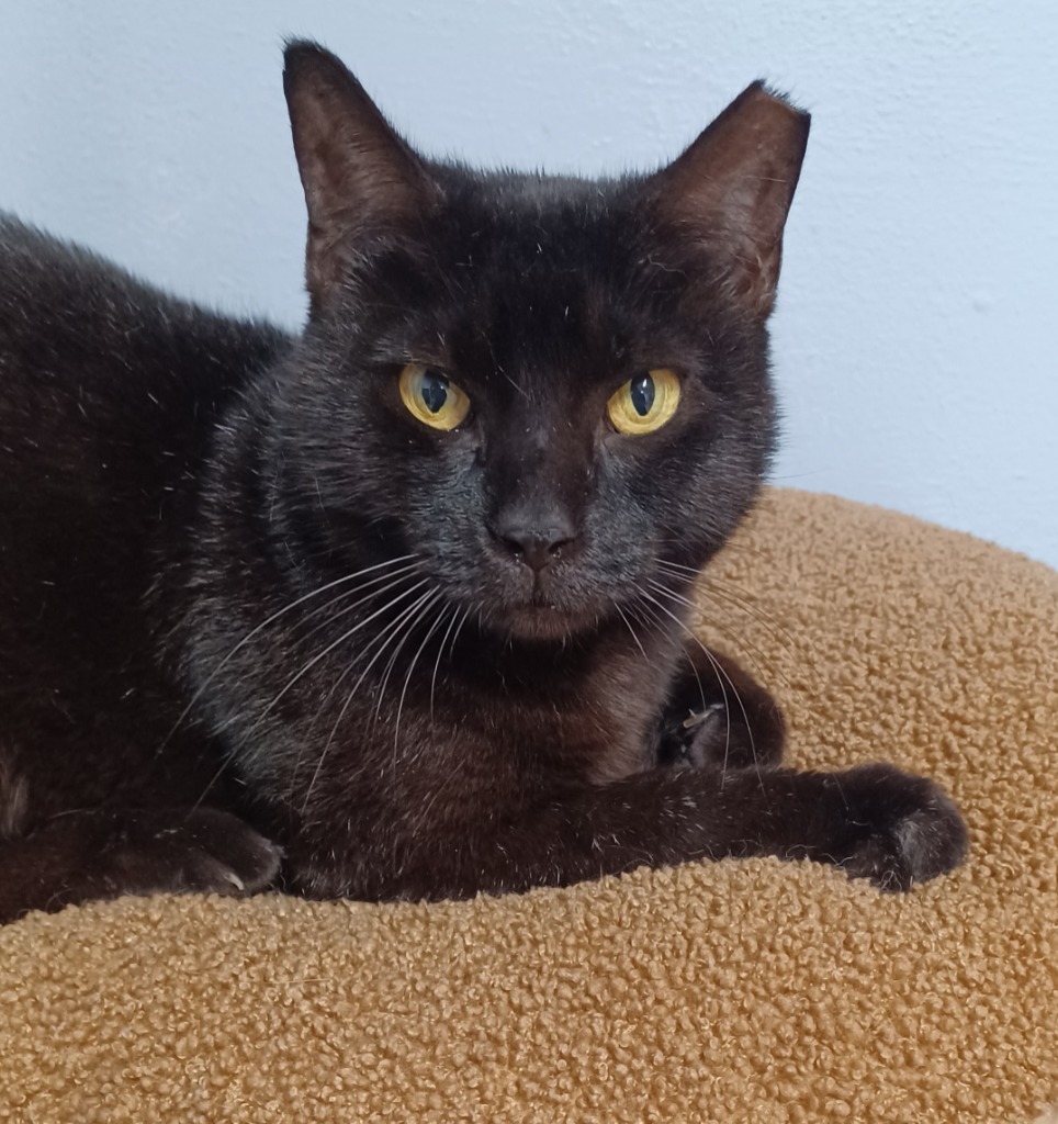 Little Bit, an adoptable Domestic Short Hair, Bombay in Fort Lauderdale, FL, 33304 | Photo Image 1