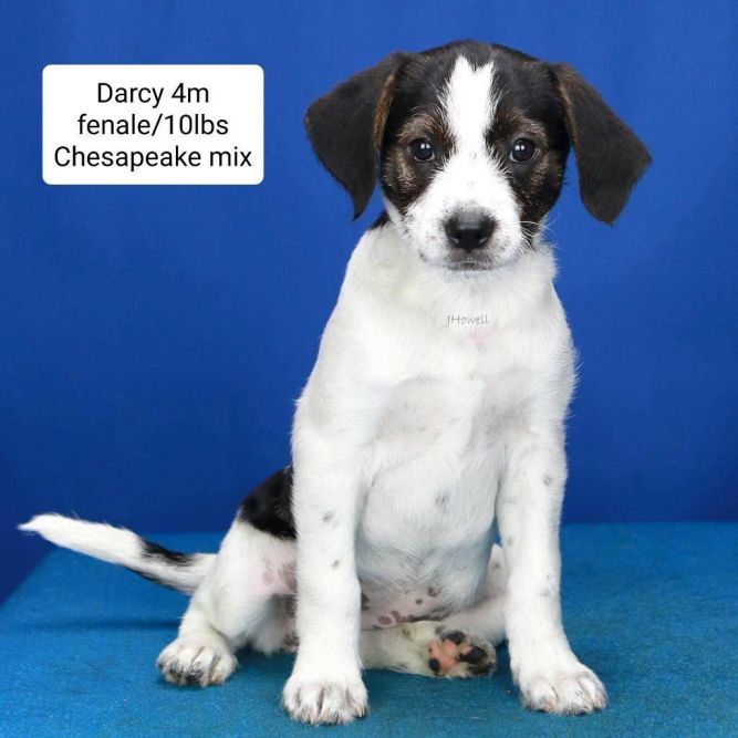 Darcy