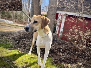Harper Charles, an adoptable Beagle in Waldorf, MD_image-2