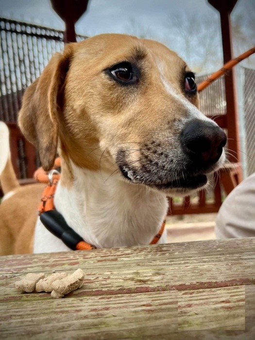 Harper Charles, an adoptable Beagle in Waldorf, MD_image-3