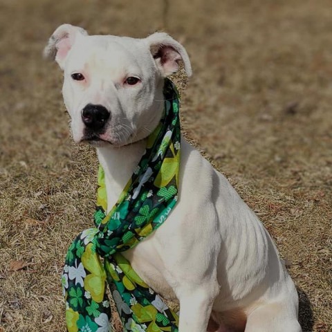 12984/Dallas, an adoptable Pit Bull Terrier in Standish, MI_image-1