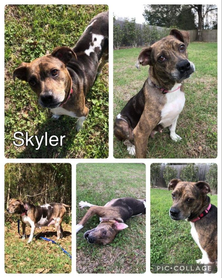 Skyler, an adoptable Boxer & Catahoula Leopard Dog Mix in Enterprise, AL_image-1
