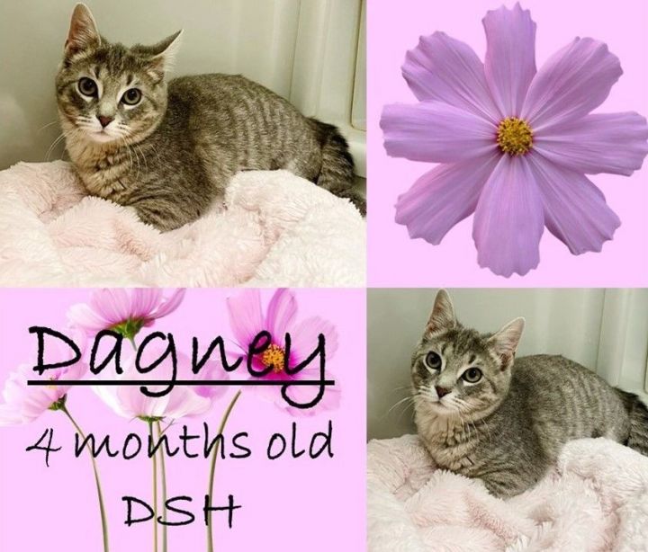 Dagney, an adopted Domestic Short Hair in Franklin, IN_image-1