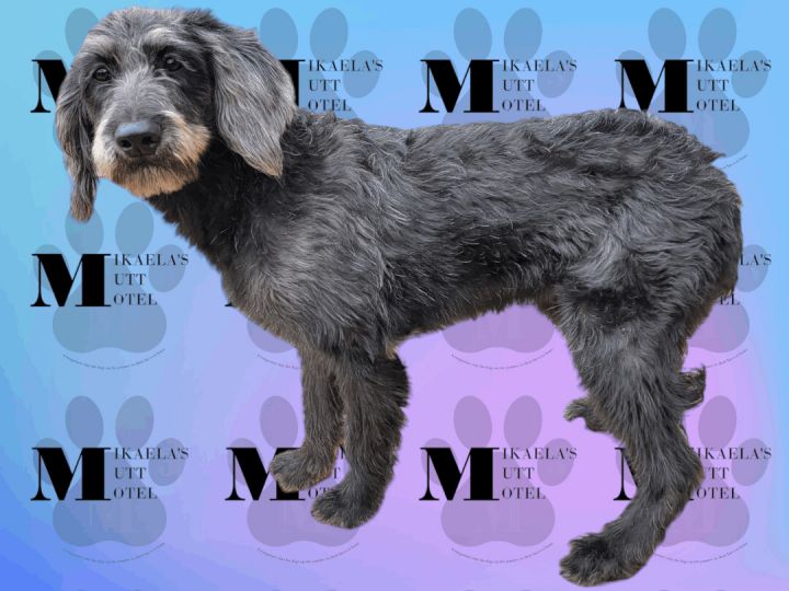 Mildred, an adoptable Labradoodle in Clarksville, TN_image-1
