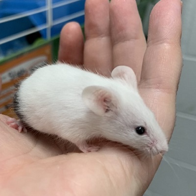 Cheese, an adoptable Mouse in Hilliard, OH_image-1