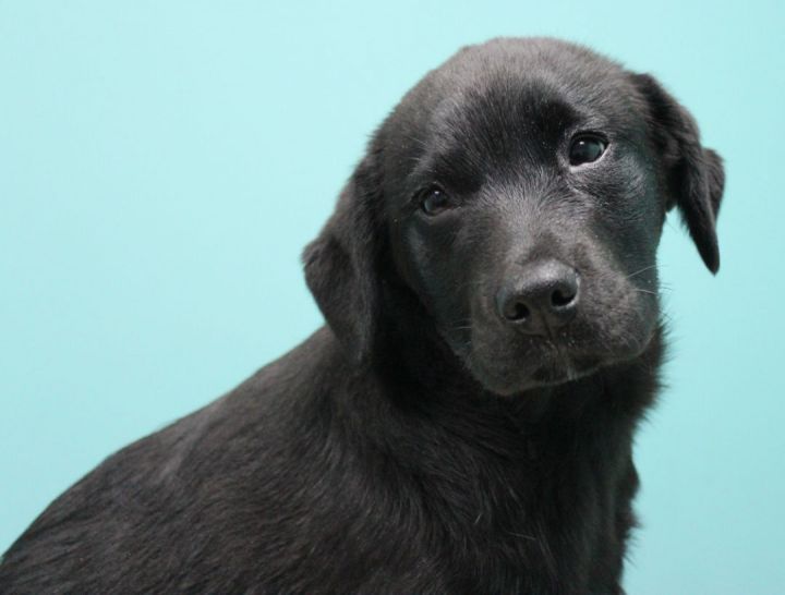 Leo, an adoptable Black Labrador Retriever in Neillsville, WI_image-1
