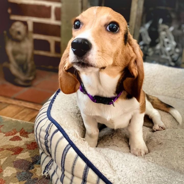 Tulip Hughes, an adoptable Beagle in Waldorf, MD_image-1
