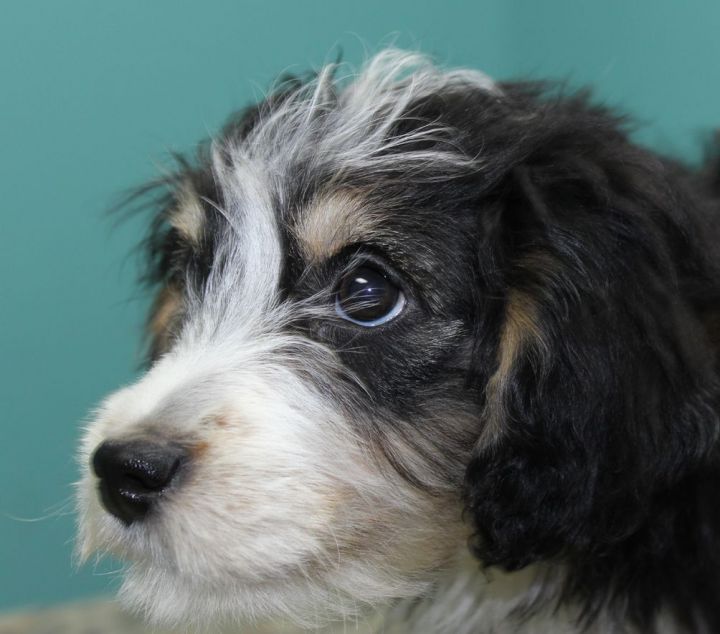 Amazon, an adopted Aussiedoodle Mix in Neillsville, WI_image-3